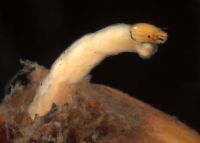 Polypedilum larva in plant matter