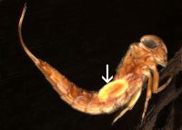 Eukiefferiella attached to Nesameletus mayfly