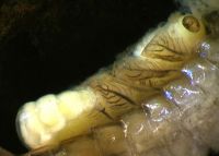 Eukiefferiella attached above mayfly gills