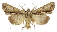 Meterana decorata (male). Noctuidae: Noctuinae. 