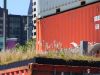 Green roof at Wynyard Quarter, Auckland