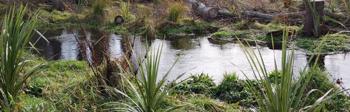 Styx Mill conservation reserve