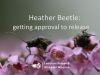 Heather beetle release 