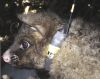 RFID collar on a possum. Image - Sam Brown.
