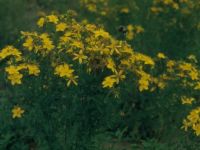 St. John’s wort - the subject of the first biocontrol cost–benefit study in New Zealand