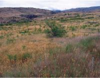 Grasslands dominated by introduced pasture species. Image - Grant Norbury.