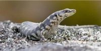 Otago skink (<em>Oligosoma otagense</em>). Image – James Reardon.