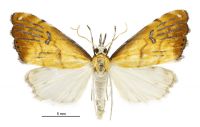 Glaucocharis metallifera (male). Crambidae: Crambinae. Endemic