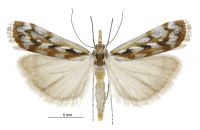 Orocrambus xanthogrammus (female). Crambidae: Crambinae. Endemic