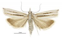 Orocrambus melitastes (female). Crambidae: Crambinae. Endemic