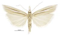 Orocrambus simplex (female). Crambidae: Crambinae. Endemic