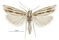 Orocrambus corruptus (female). Crambidae: Crambinae. Endemic