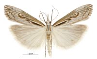 Orocrambus harpophorus (male). Crambidae: Crambinae. Endemic