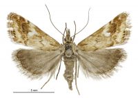 Glaucocharis helioctypa (female). Crambidae: Crambinae. Endemic