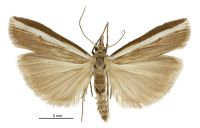 Orocrambus horistes (male). Crambidae: Crambinae. Chatham Islands only. Endemic