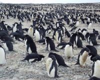 Cape Adare Adelie penguin colony. Image - Kerry Barton