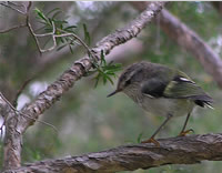 Rifleman, Clarence River. Image - Geoff Walls