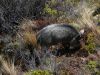 Wild pig on Mt Binser. Image - Phil Novis