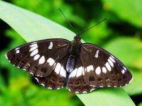 One of the Honshu white admiral butterflies recently released in the Waikato