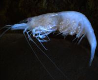 Atyid shrimp crustacean