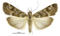 Achyra affinitalis (female). Crambidae: Pyraustinae. Immigrant / adventive