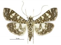 Glyphodes onychinalis (female). Crambidae: Spilomelinae. Adventive