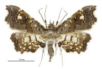 Musotima aduncalis (male). Crambidae: Musotiminae. Endemic