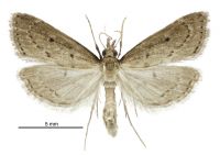 Clepsicosma sp. 'Titirangi' (male). Crambidae: Schoenobiinae. Endemic