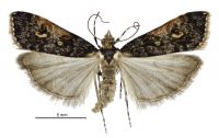 Eudonia phalerias (female). Crambidae: Scopariinae. Endemic