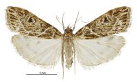 Scoparia triscelis (female). Crambidae: Scopariinae. Endemic