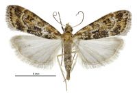 Scoparia s.l. animosa (female). Crambidae: Scopariinae. Endemic