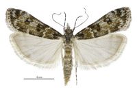 Eudonia sp. A (male). Crambidae: Scopariinae. Endemic
