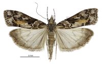 Eudonia submarginalis (female). Crambidae: Scopariinae. Endemic