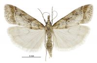 Eudonia chalara (male). Crambidae: Scopariinae. Endemic