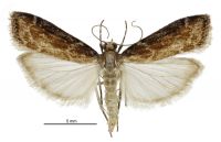 Scoparia s.l. molifera (male). Crambidae: Scopariinae. Endemic