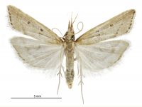 Antiscopa elaphra (male). Crambidae: Scopariinae. Endemic