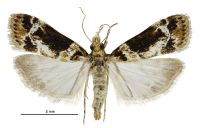 Eudonia zophochlaena (female). Crambidae: Scopariinae. Endemic