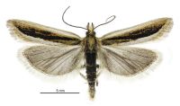 Protyparcha scaphodes (male). Crambidae: Scopariinae. Endemic