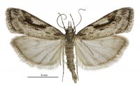 Scoparia s.l. falsa (male). Crambidae: Scopariinae. Endemic