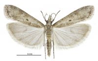 Eudonia leptalea (male). Crambidae: Scopariinae. Endemic