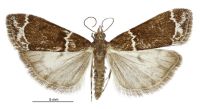 Eudonia leucogramma (male). Crambidae: Scopariinae. Endemic