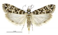 Eudonia sp. A (female). Crambidae: Scopariinae. Endemic