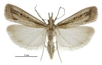 Eudonia sabulosella (male). Crambidae: Scopariinae. Endemic