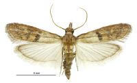 Plodia interpunctella (male). Pyralidae: Phycitinae. Adventive