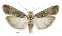 Morosaphycita oculiferella (female). Pyralidae: Phycitinae. Adventive