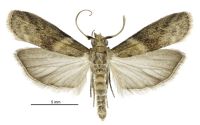 Ptyomaxia trigonogramma (male). Pyralidae: Phycitinae. Adventive (?)