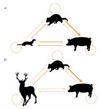 <strong>Fig.</strong> Schematic diagram of multiple-host complexes and TB transmission pathways for (a) grassland habitat (ferrets, possums and pigs) and (b) forested habitat (deer, possums and pigs). The width of the arrows indicates the magnitude of the force of infection when hosts are at equilibrium density.