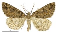 Pseudocoremia modica (female). Geometridae: Ennominae. 