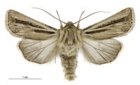 Agrotis innominata (male). Noctuidae: Noctuinae. 