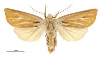 Ichneutica ceraunias (female). Noctuidae: Noctuinae. 